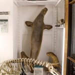 La foca di Posillipo